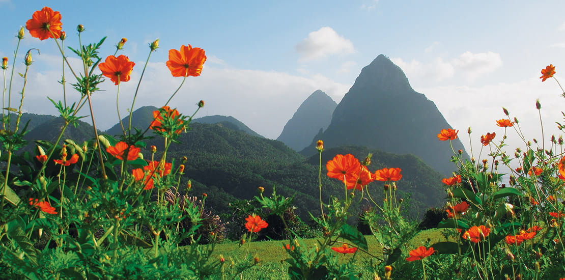 A towards the Pitons through red flowers, St Lucia